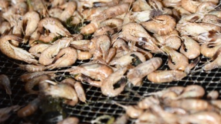 Forte baisse du prix des crevettes grises