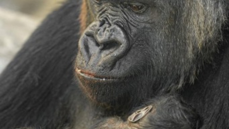 Le zoo d'Anvers régale ses animaux avec des glaces
