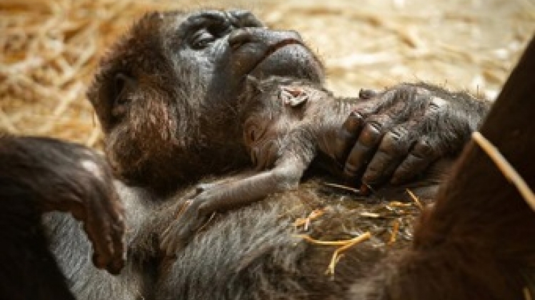 Le zoo d'Anvers régale ses animaux avec des glaces