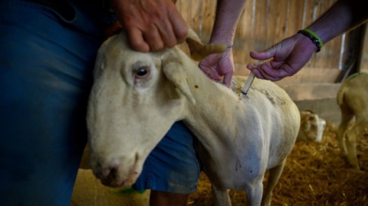 La nouvelle fièvre catarrhale des troupeaux s'étend rapidement en Allemagne