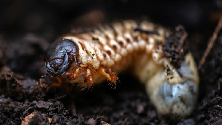 Scarabées et cryptomonnaies : gestion innovante des déchets en Colombie