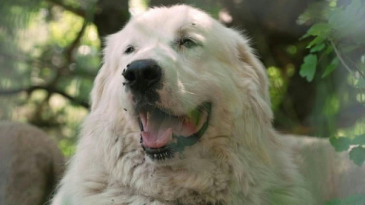 Dans les alpages, des randonneurs apprennent à montrer patte blanche face aux patous
