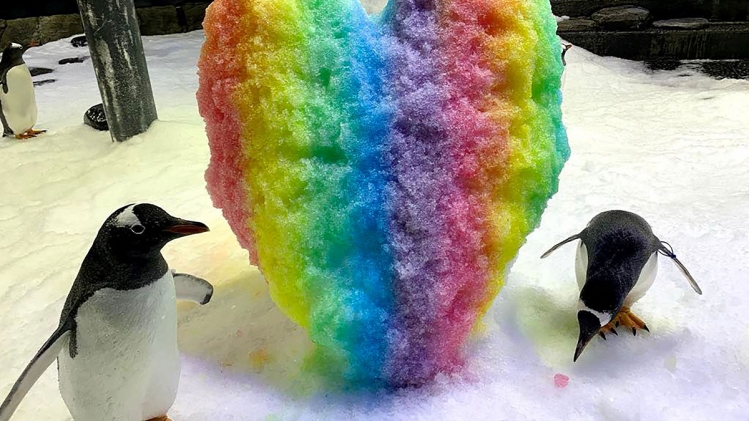 Le couple de manchot homosexuel est en deuil