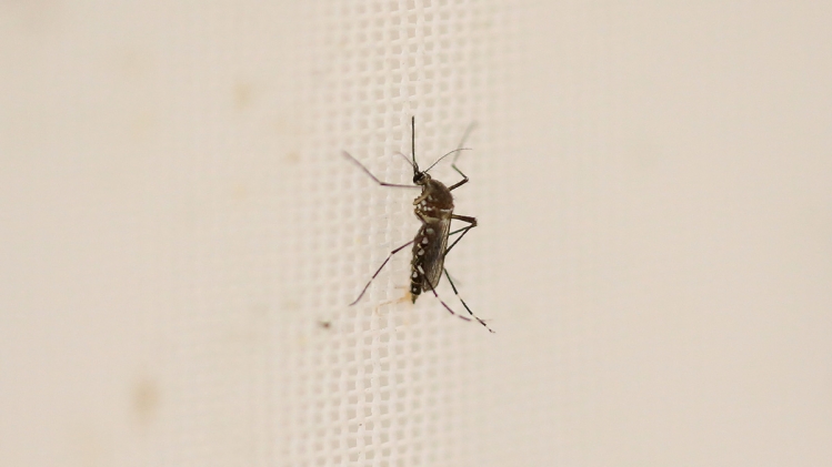 moustique-aedes-aegypti