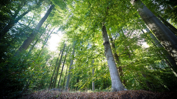 foret de soignes