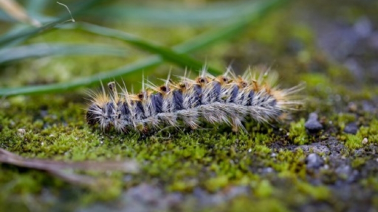 La chenille processionnaire du pin se propage en Wallonie