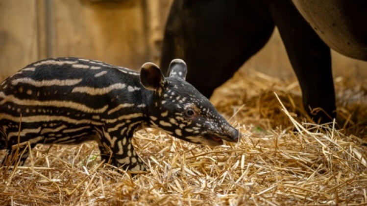 Un tapir de Malaisie voit le jour au zoo d'Anvers