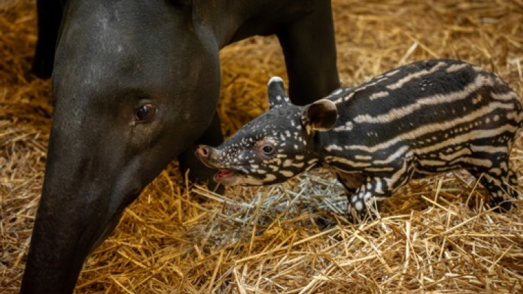 Un tapir de Malaisie voit le jour au zoo d'Anvers