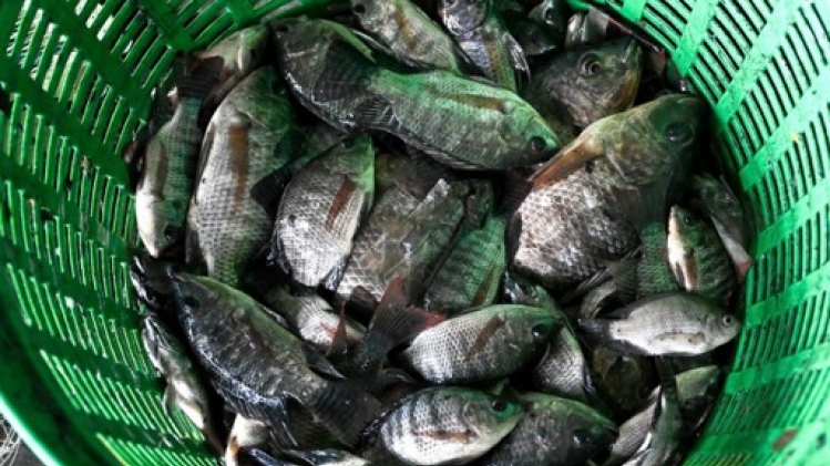 La Thaïlande annonce la capture de 1.300 tonnes de tilapias noirs, une espèce invasive