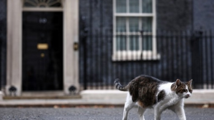 Colocation sensible à Downing Street: le chat Larry a un concurrent