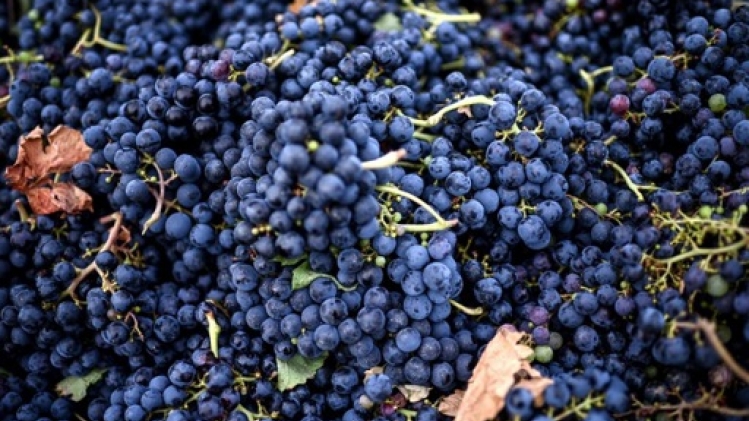 La vendange 2024 attendue en recul de 18% en France