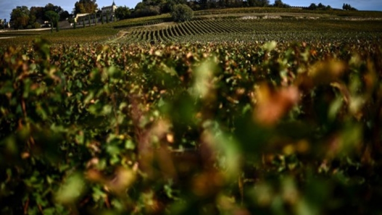La vendange 2024 attendue en recul de 18% en France