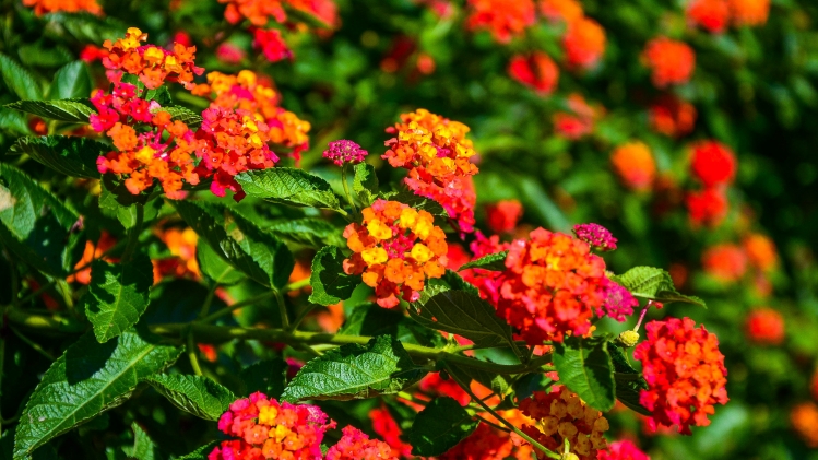 Lantana camara