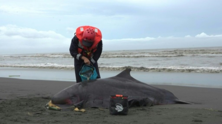 A Taïwan, des bénévoles en lutte contre les échouages massifs de cétacés