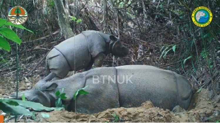 Indonésie: un nouveau spécimen d'un jeune rhinocéros de Java observé