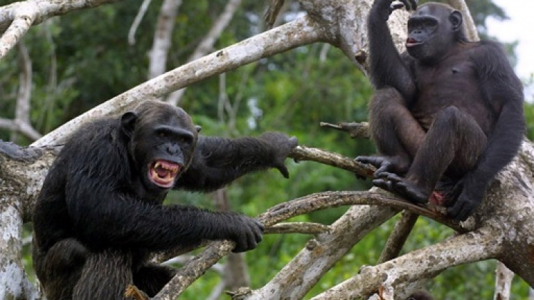 Un projet du zoo d'Anvers incite les chasseurs camerounais à opter pour d'autres activités