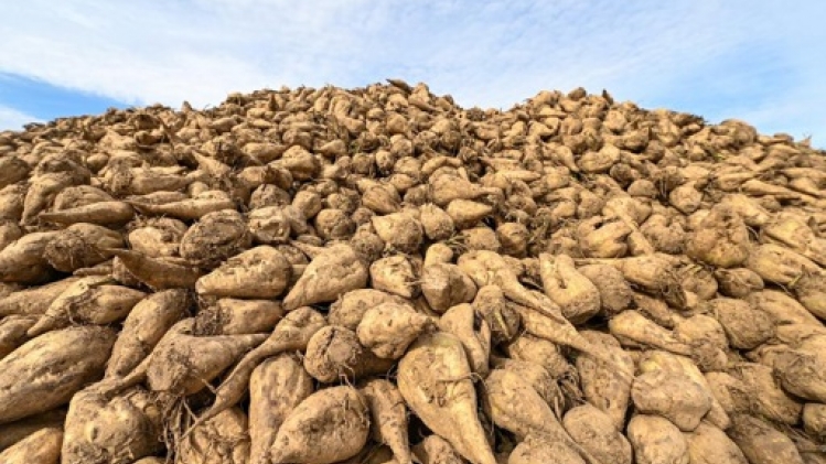 Début de la campagne betteravière à la Raffinerie tirlemontoise