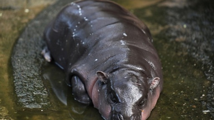 Un bébé hippopotame pygmée devient une vache à lait pour un zoo thaïlandais