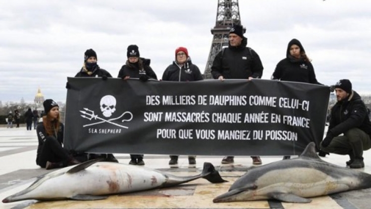 Golfe de Gascogne: 300 bateaux bloqués un mois à quai pour éviter la capture de dauphins