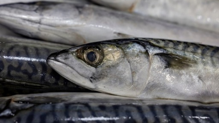 Les populations de hareng et maquereau en chute libre dans l'Atlantique Nord