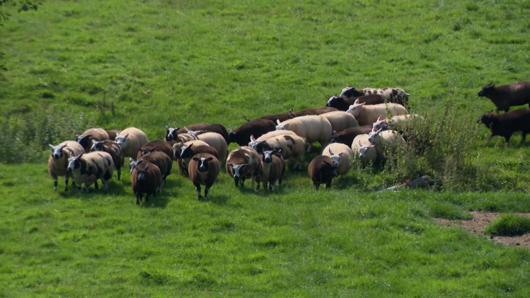 Des milliers d'animaux morts: une aide octroyée aux éleveurs pour faire face à la maladie de la langue bleue
