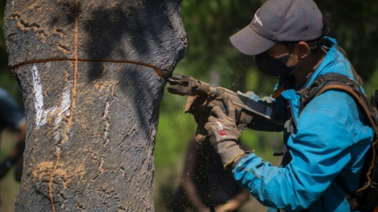 Le Portugal champion mondial du liège, matériau écologique en quête de nouveaux débouchés