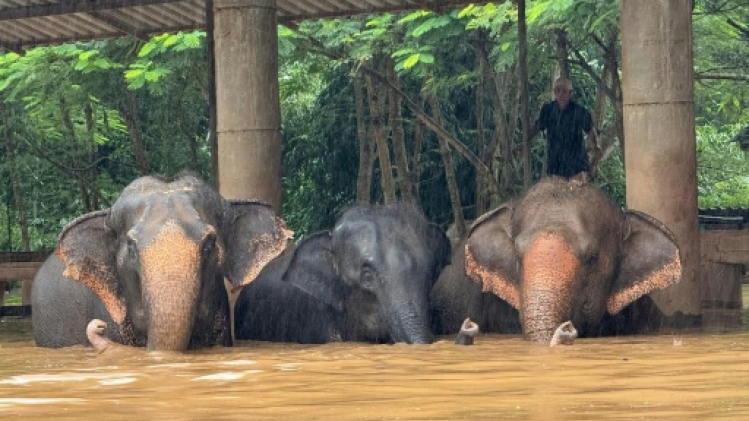 Thaïlande: une centaine d'éléphants piégés par les inondations