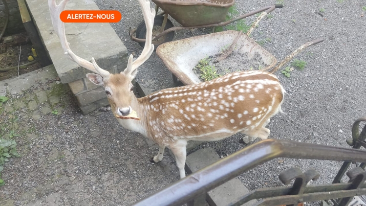 daim_alertez-nous