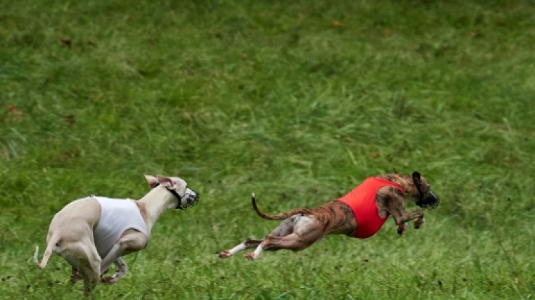 En perte de vitesse, les courses de lévriers redoutent le dernier tour de piste