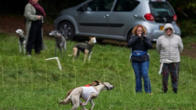 En perte de vitesse, les courses de lévriers redoutent le dernier tour de piste