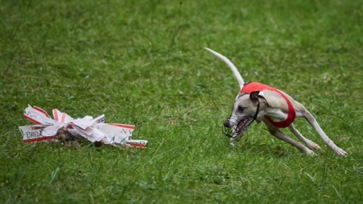 En perte de vitesse, les courses de lévriers redoutent le dernier tour de piste