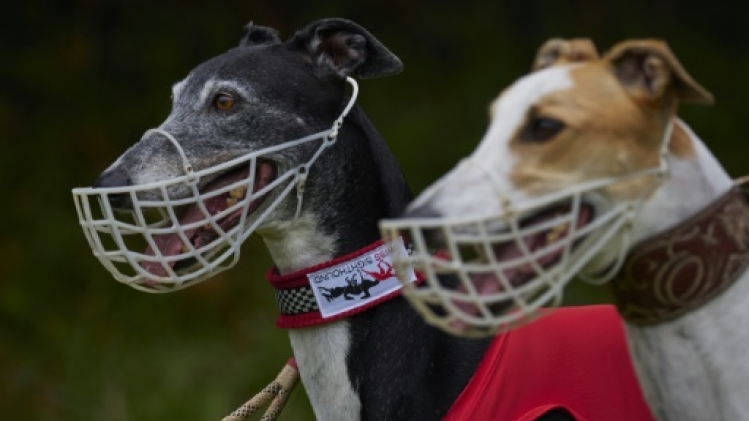 En perte de vitesse, les courses de lévriers redoutent le dernier tour de piste