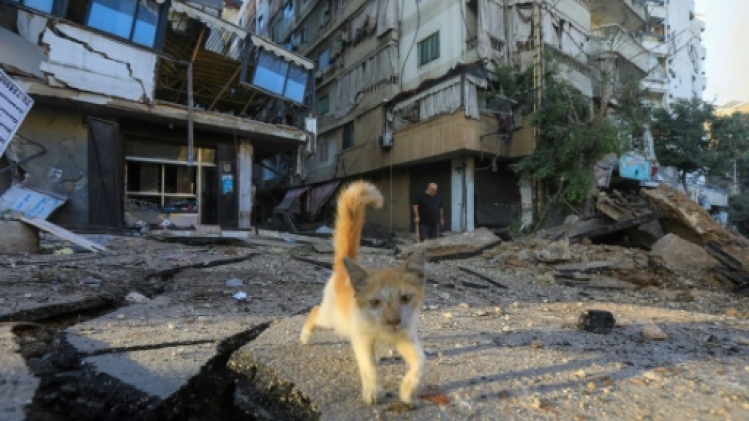 Liban: missions périlleuses pour récupérer les animaux dans les maisons bombardées