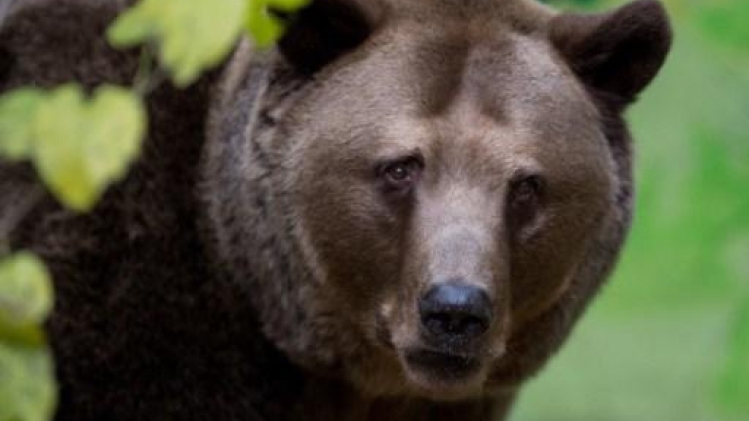 Un homme de 55 ans tué par un ours en Slovaquie