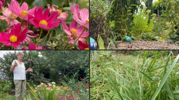 La récolte de miel 2024 en baisse de 40%, selon un syndicat d'apiculteurs