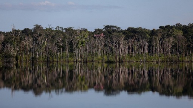 Brésil: l'exploitation illégale de bois en hausse en Amazonie