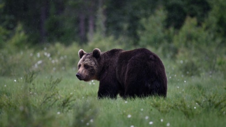 Les populations de faune sauvage ont décliné de 73% en moyenne en 50 ans, selon l'indice de référence du WWF