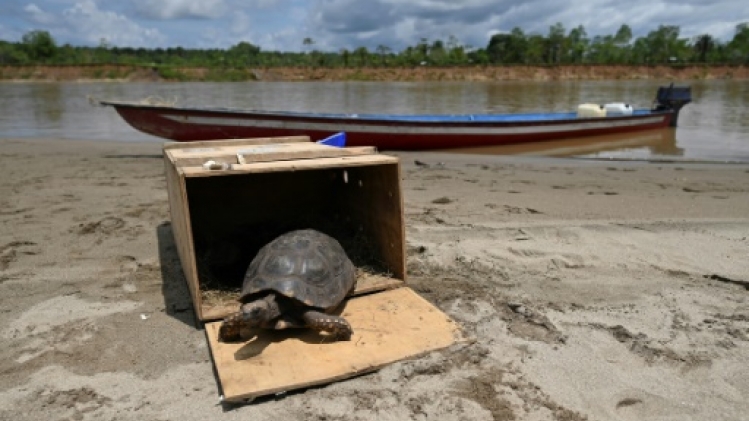 Les populations de faune sauvage ont décliné de 73% en moyenne en 50 ans, selon l'indice de référence du WWF