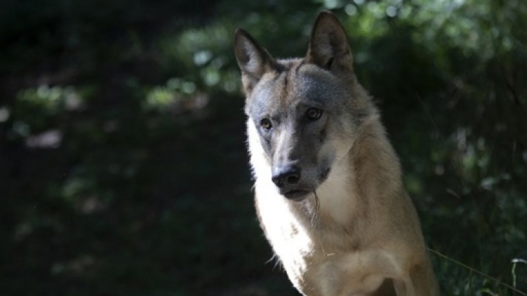 Entre 20 et 25 loups actuellement recensés en Wallonie