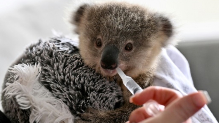 En Australie, les koalas menacés par la chlamydia et la circulation routière