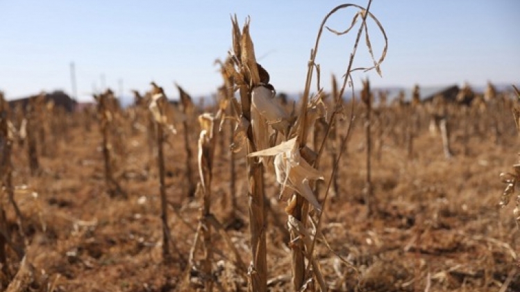L'Afrique australe en proie à la pire famine depuis des décennies