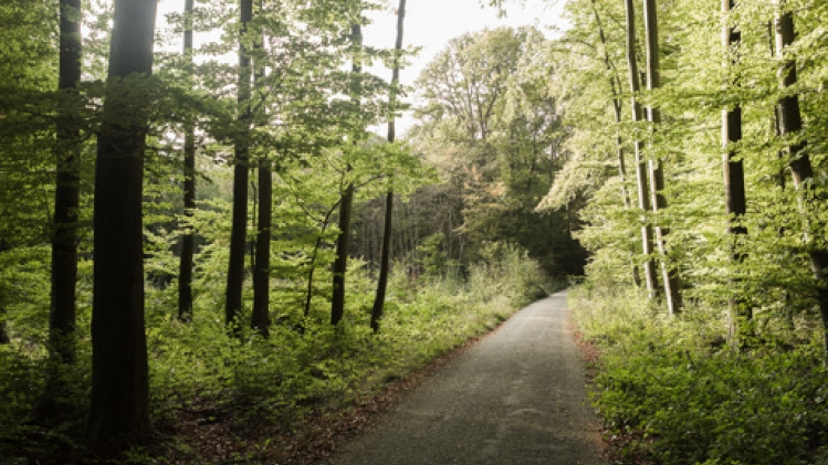 La journée de la forêt de Soignes célébrée ce dimanche
