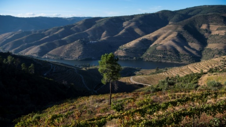 La crise du vin de Porto frappe les viticulteurs du nord du Portugal