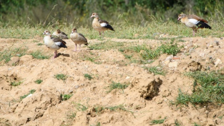 L'ouette d'Egypte a fait son nid dans l'Est, au détriment d'autres espèces