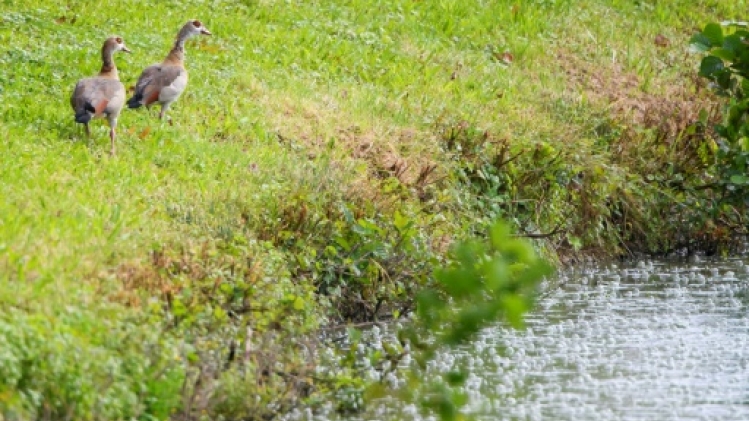 L'ouette d'Egypte a fait son nid dans l'Est, au détriment d'autres espèces