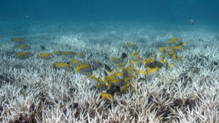 Le blanchissement mondial des coraux atteint un niveau record, selon une agence américaine