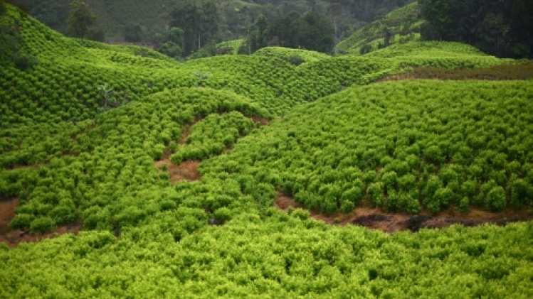 Colombie: record historique de production de cocaïne en 2023