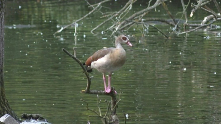 L'ouette d'Egypte a fait son nid dans l'Est, au détriment d'autres espèces