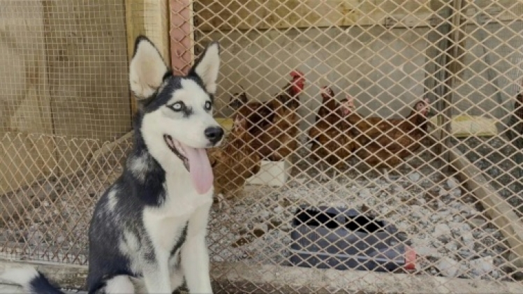 Le husky du désert, nouvelle mode en Mauritanie