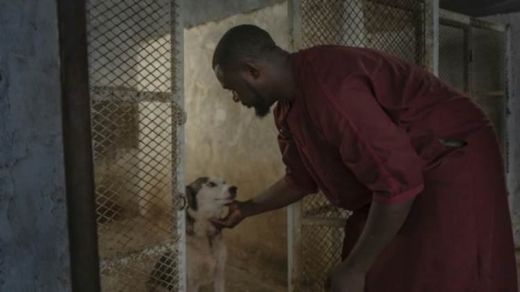 Le husky du désert, nouvelle mode en Mauritanie